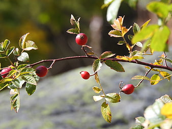 Red Rose Hips on Branch in Autumn Sunlight