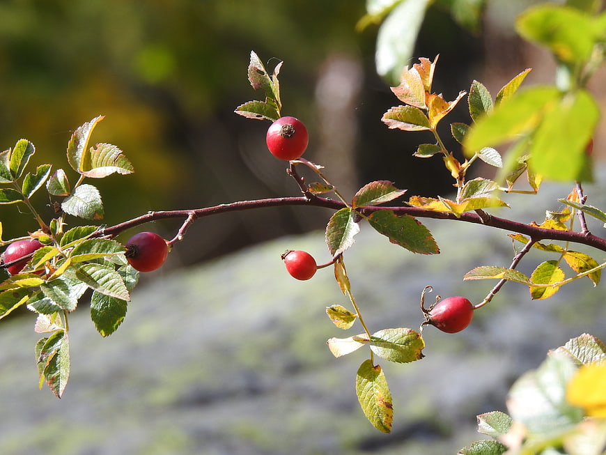 Red Rose Hips on Branch in Autumn Sunlight
