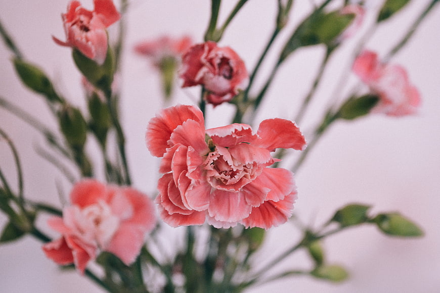 Close-up of pink carnation flowers with blurred background