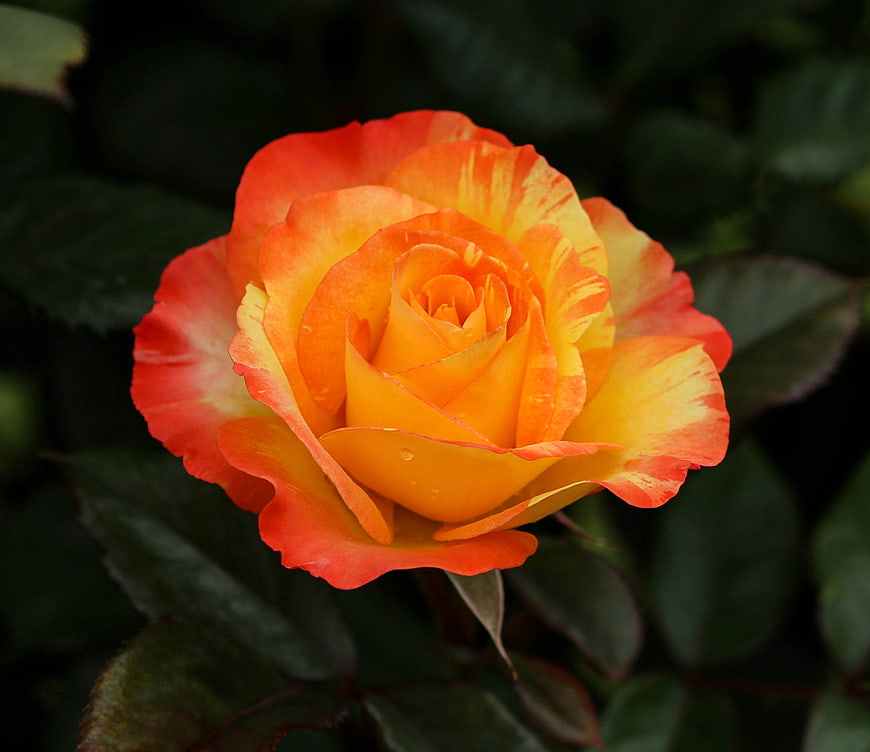 Close-up of vibrant orange and yellow variegated rose bloom