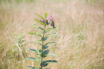 Monarch Butterfly on Milkweed in a Golden Meadow