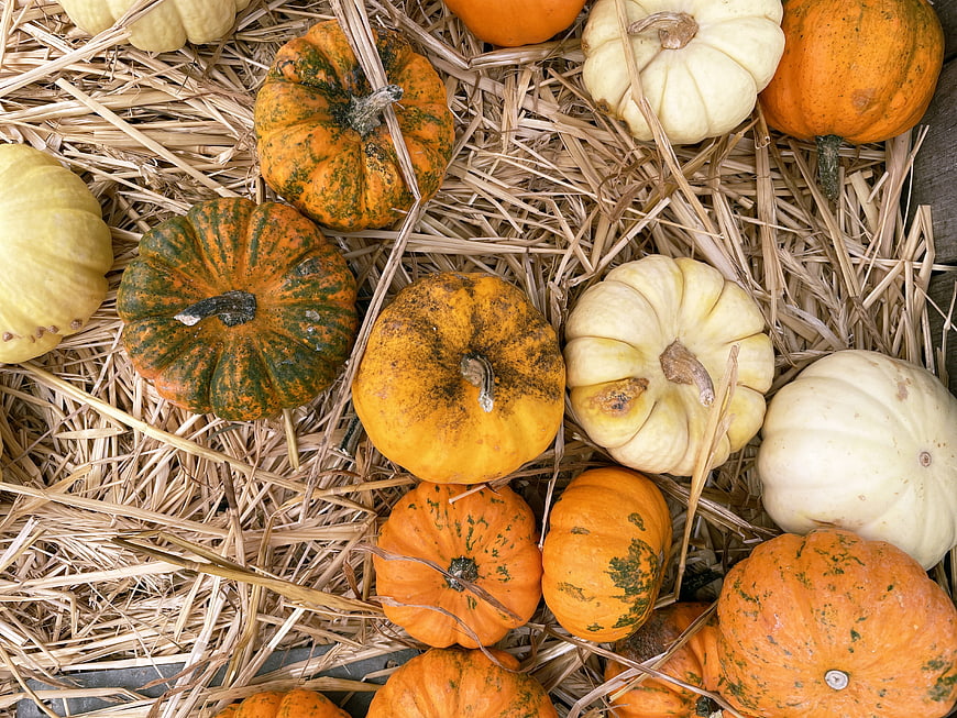 Top View of Harvest Pumpkins and Squash on Hay
