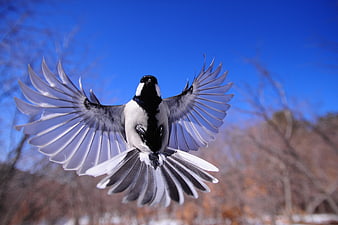 Black-capped Chickadee in Flight Against Blue Sky