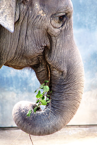 Close-up of elephant eating leaves with trunk
