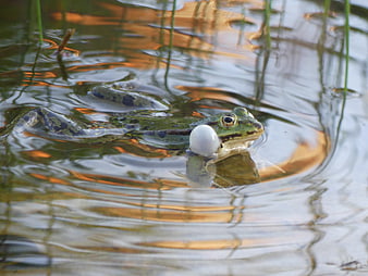 Green frog with inflated vocal sac swimming in pond