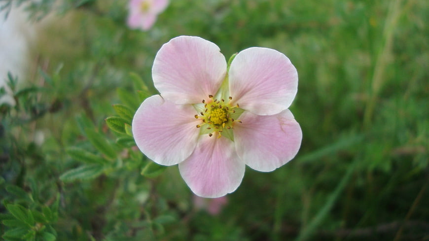 Close-up of a delicate pink wildflower with yellow center