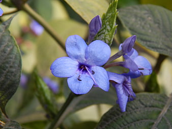 Close-up of vibrant blue plumbago flower with green leaves