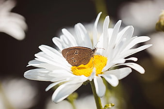 Brown Butterfly on White Daisy Close Up