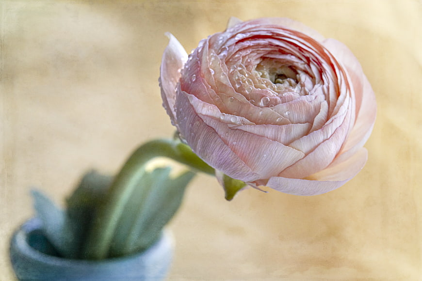 Close-up of pink ranunculus flower with water droplets