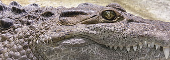 Close-up of Crocodile Eye and Teeth