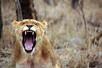 Lioness Roaring with Mouth Open in African Savannah
