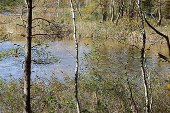 Autumn Lake View Through Birch Trees and Reeds