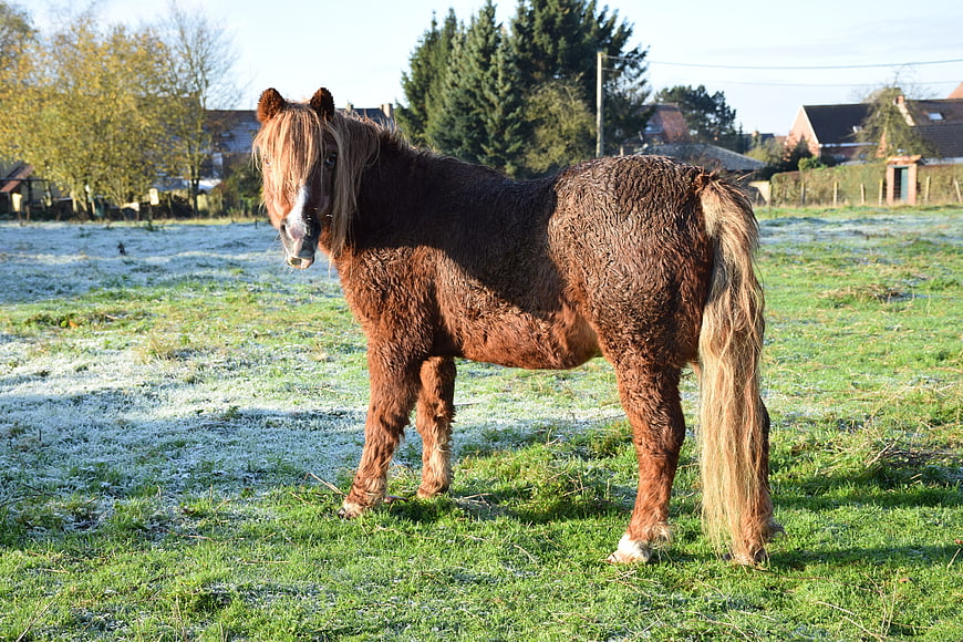 Cute brown pony standing in frosty meadow
