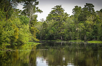 Serene Louisiana Bayou Landscape With Cypress Trees And Water Reflections