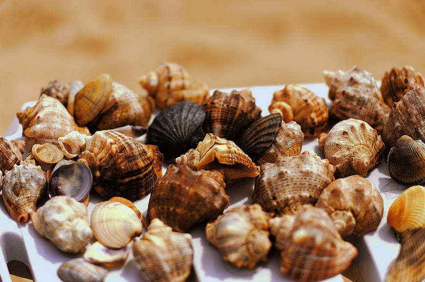 Assorted seashells on white tray with sandy beach background