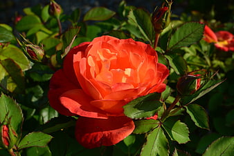 Vibrant Orange Rose in Full Bloom with Green Leaves