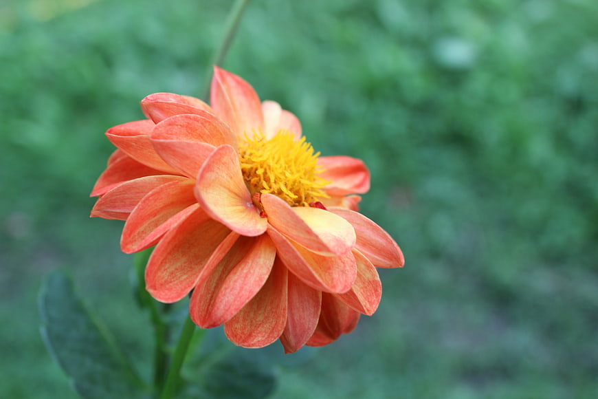 Close-up of Orange Dahlia Flower with Green Background