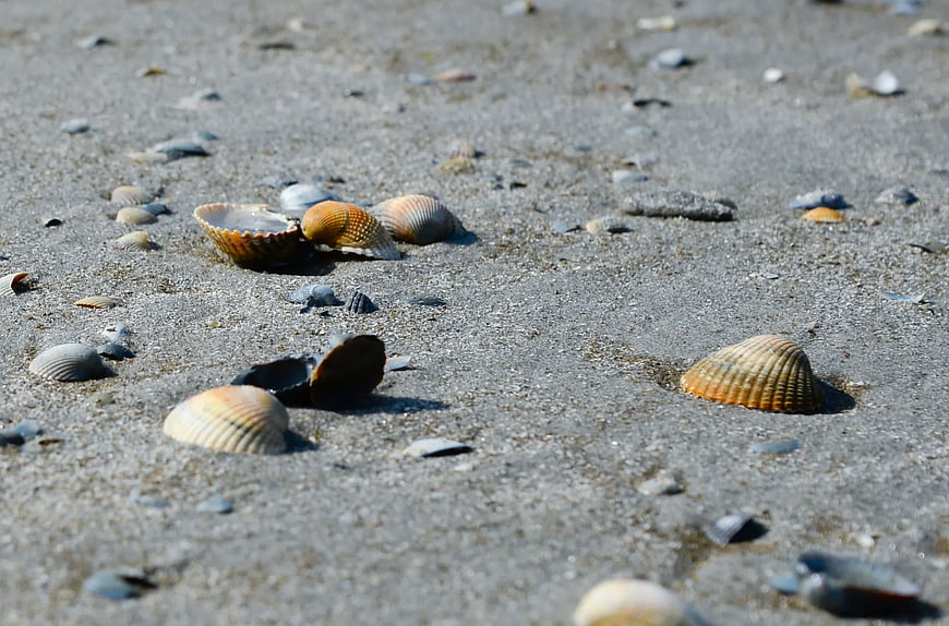 Scattered Seashells on Sandy Beach Close-Up