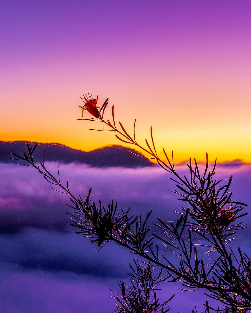 Silhouette of Red Flower Branch Against Purple Misty Mountain Sunrise