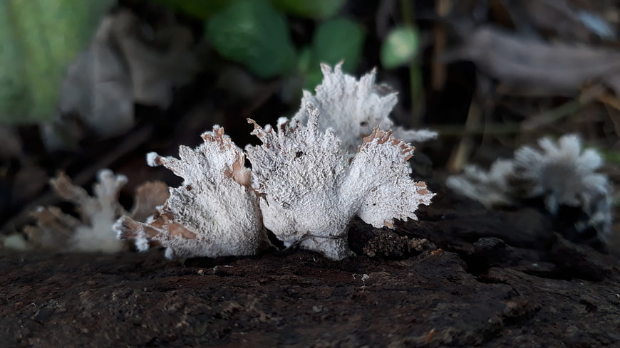 Close-up of white coral fungus on dark forest log