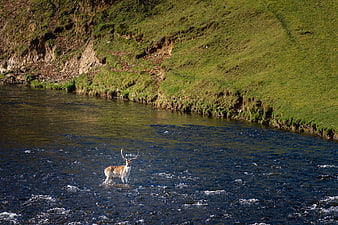 Stag Standing in River with Green Bank