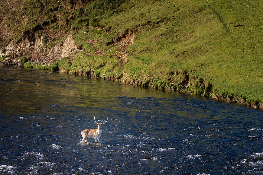 Stag Standing in River with Green Bank