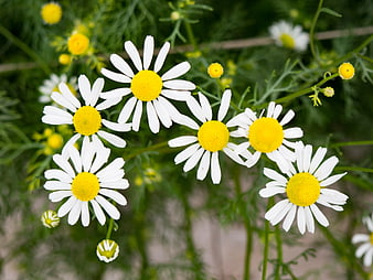 Close-up of White and Yellow Chamomile Flowers