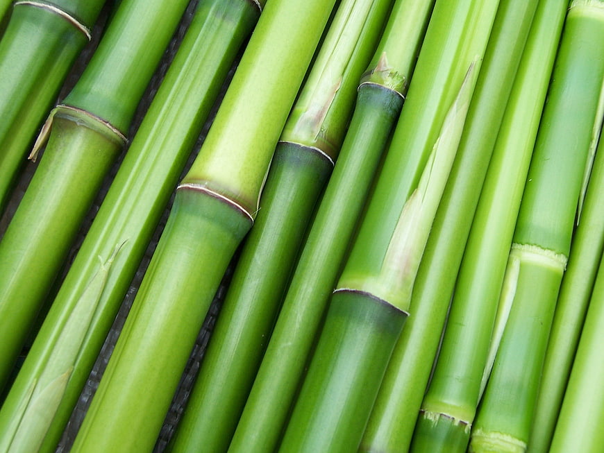 Close-up of fresh green bamboo stalks with natural texture
