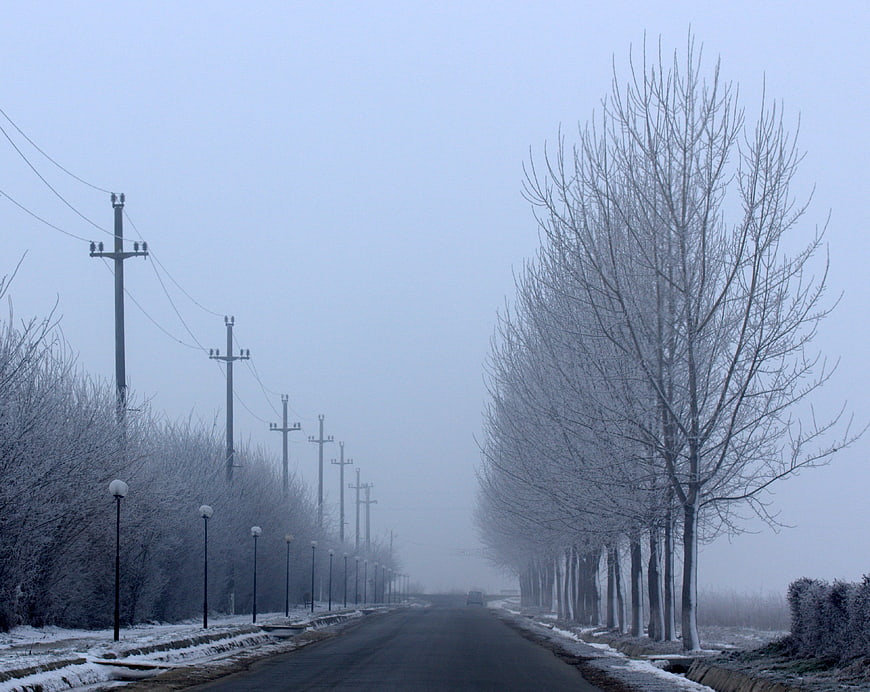 Frosty Winter Road with Bare Trees and Fog