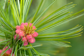 Macro of pink pine cone buds and green needles