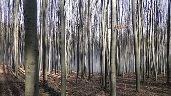 Misty Beech Forest in Winter Morning Light