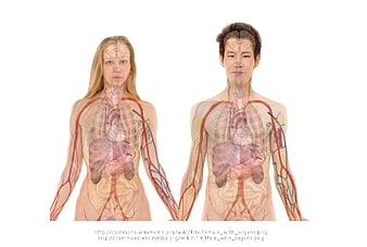 Male and Female Human Anatomy with Internal Organs