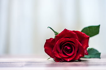 Single red rose with water droplets on a wooden surface