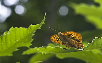 Orange butterfly resting on green leaf in forest