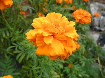 Vibrant Orange Marigold Flower Close-Up in Garden