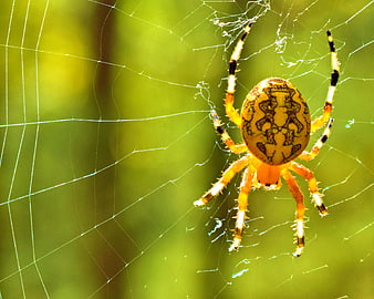 Close-up of a yellow garden spider on its web