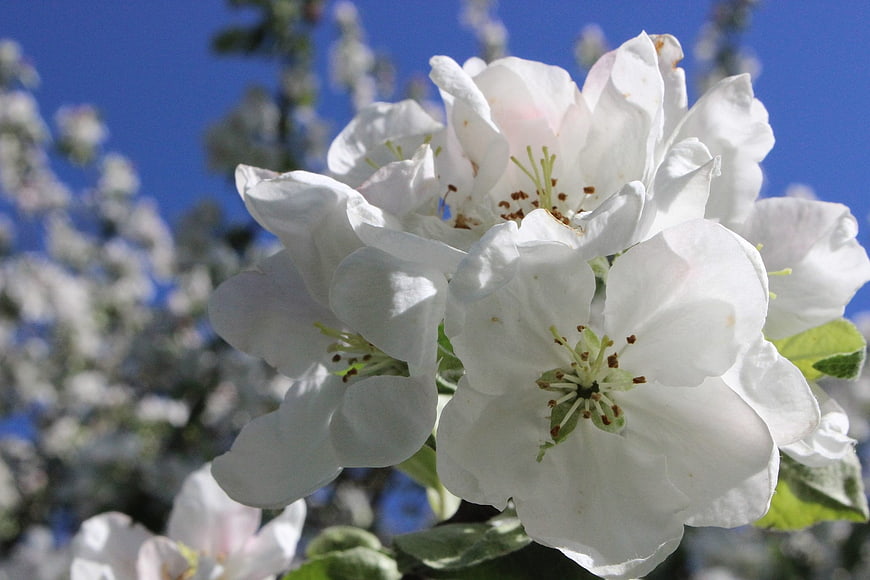 Close-up of white apple blossoms against a blue sky