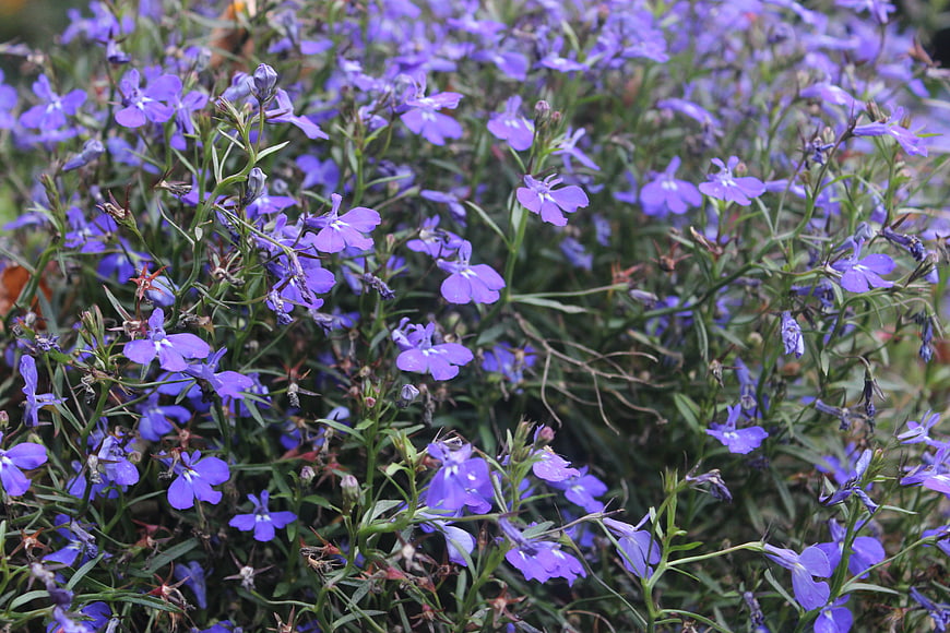 Vibrant purple lobelia flowers in a lush garden bed