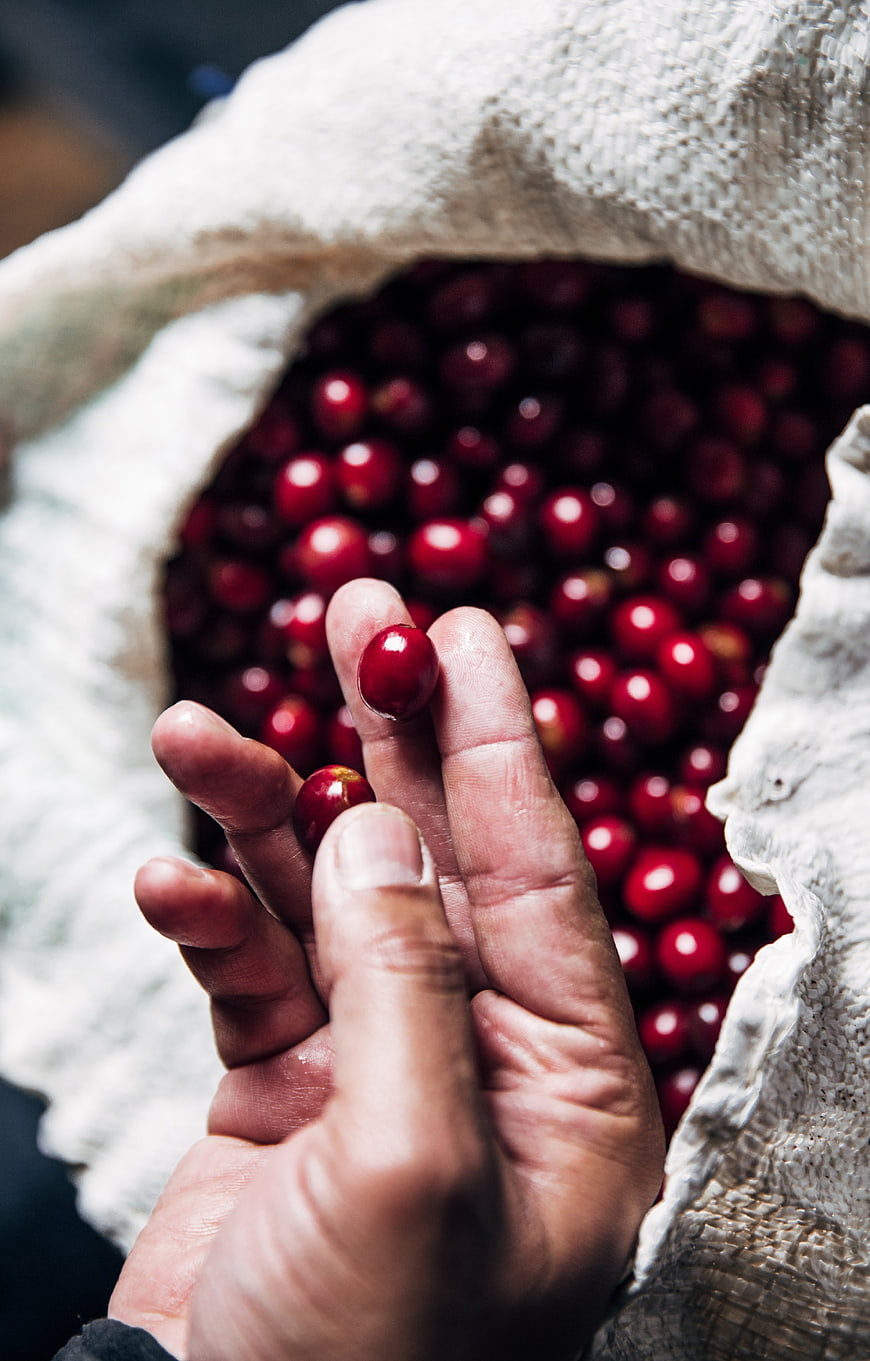Hand Holding Fresh Red Coffee Cherries in Burlap Sack
