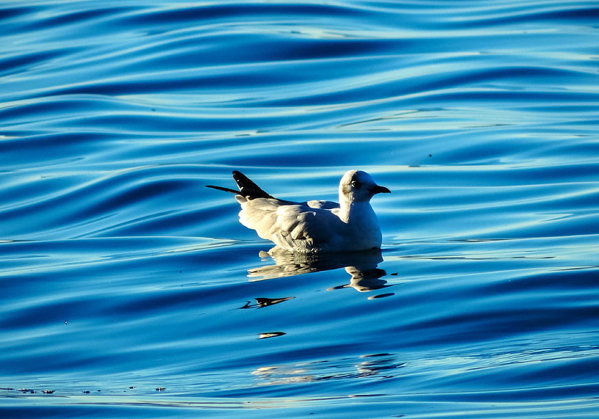 Seagull floating on rippling blue water surface