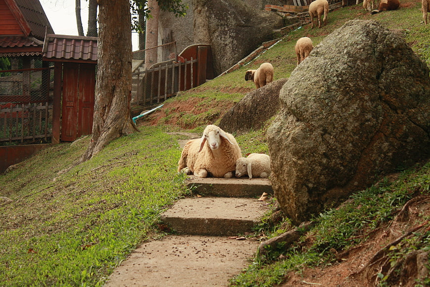 Sheep and Lamb Resting on Concrete Steps in Rural Landscape