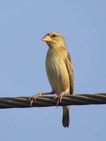 Baya Weaver Bird Perched on Wire Against Blue Sky