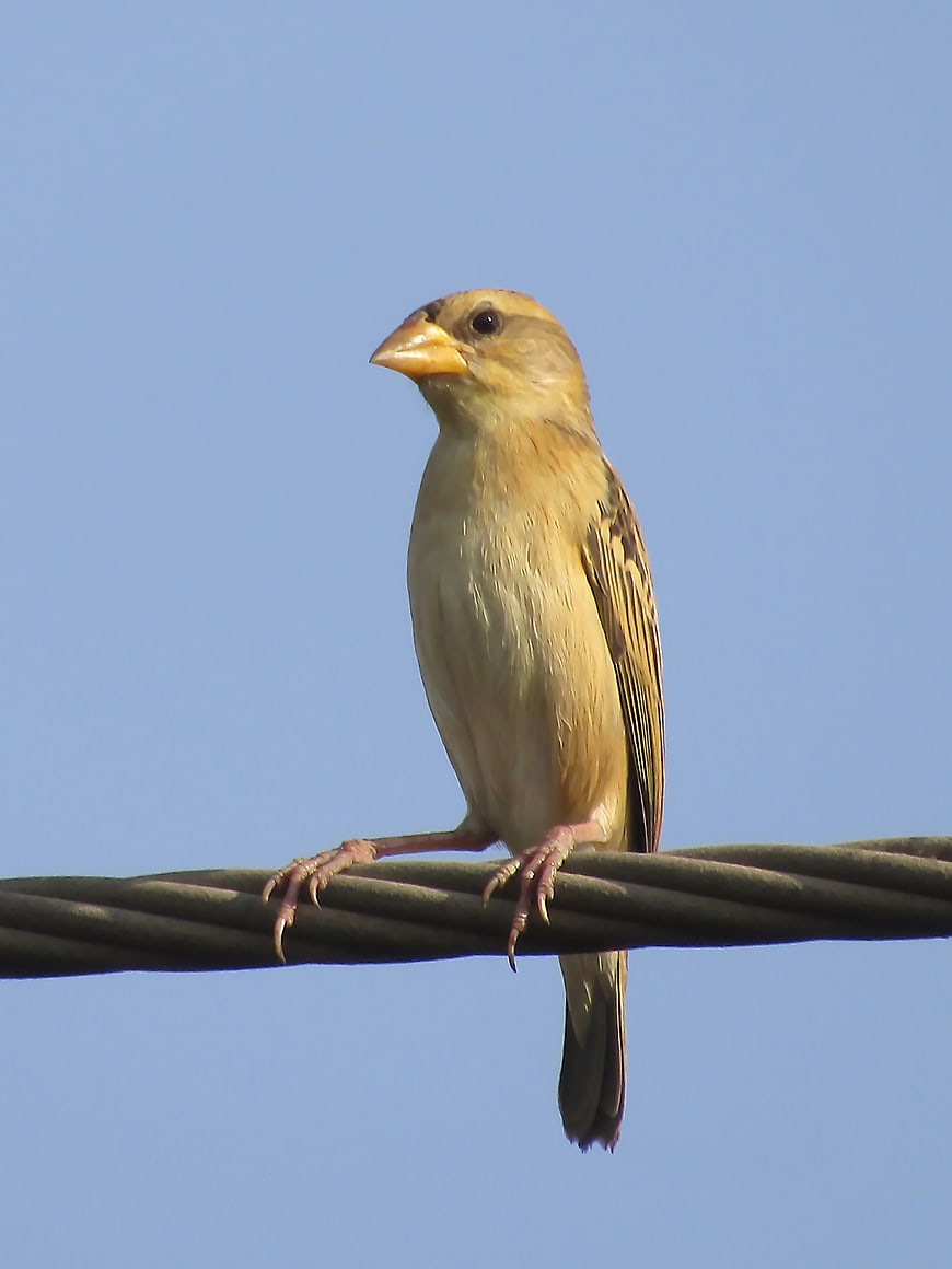 Baya Weaver Bird Perched on Wire Against Blue Sky