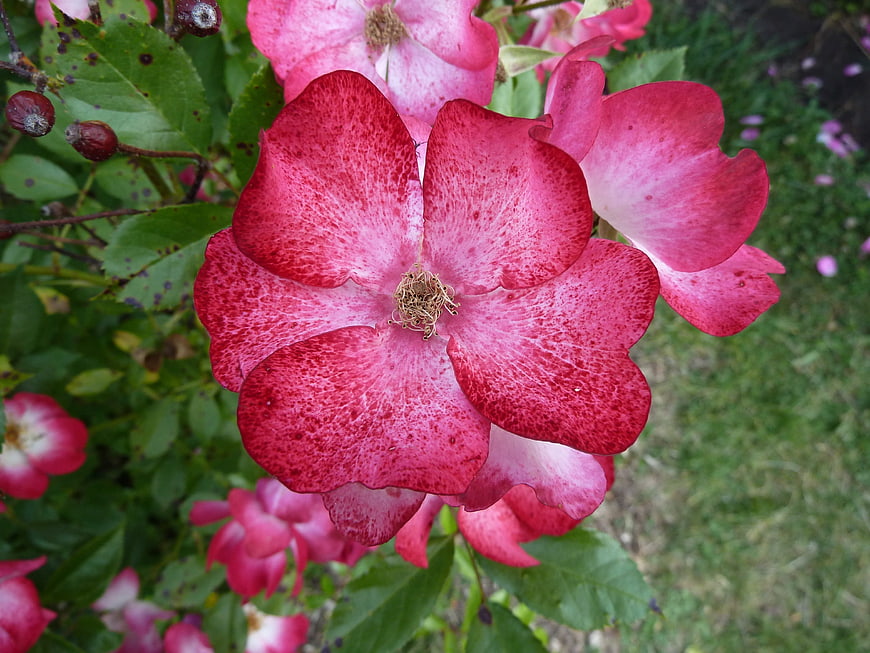 Close-up of vibrant pink speckled rose flower in garden