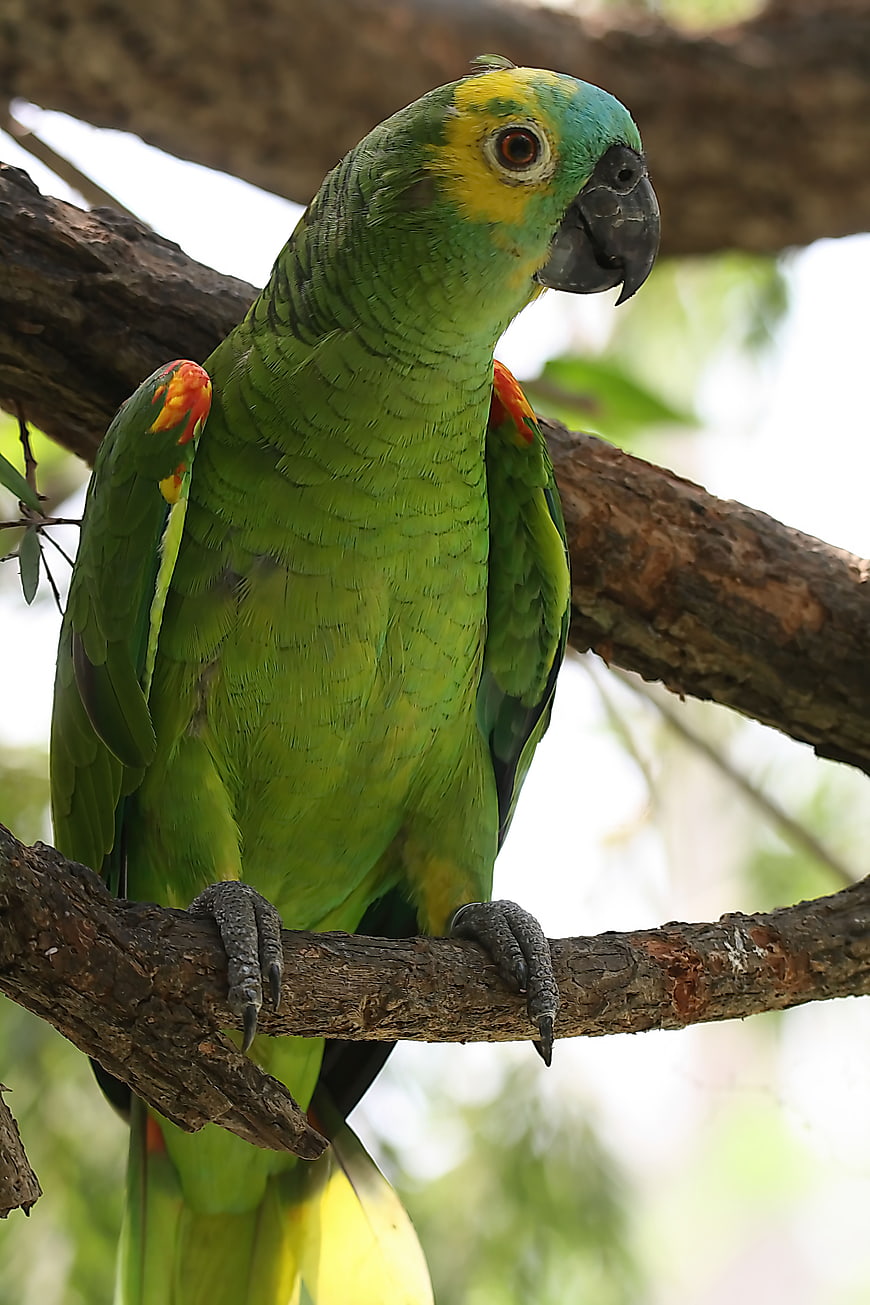 Blue-fronted Amazon Parrot Perched on Tree Branch