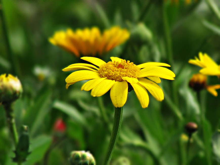 Close-up of a yellow wildflower in a green meadow
