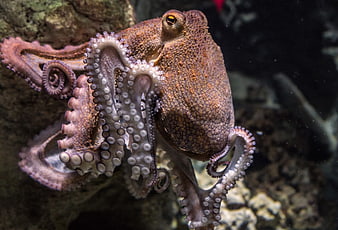 Close-up of a textured octopus with visible suckers in dark underwater environment