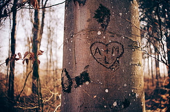 Carved Heart with Initials on Tree Trunk in Forest