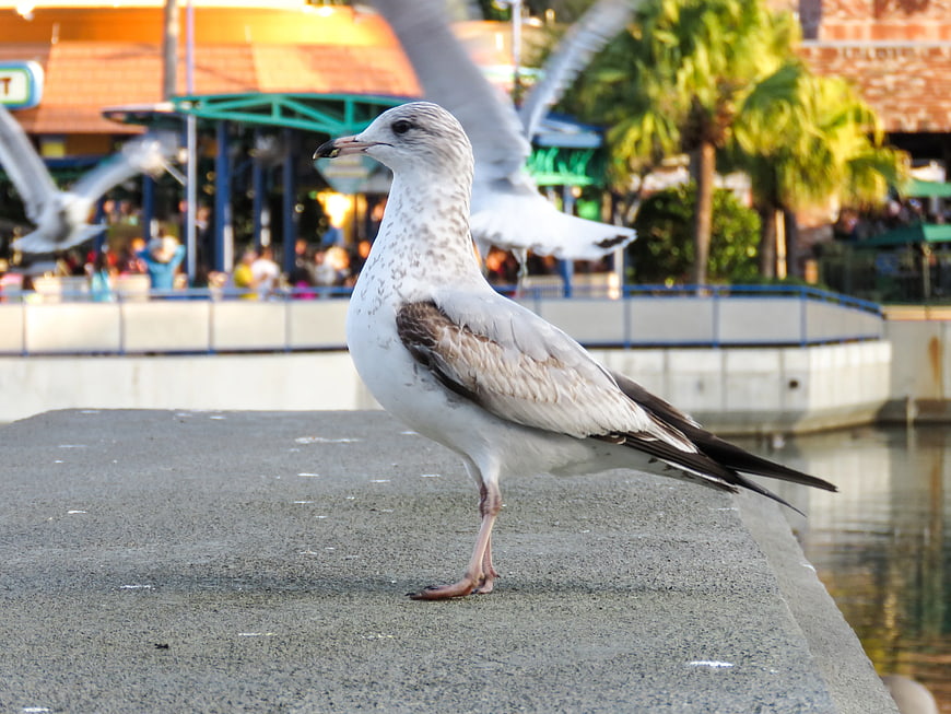Seagull Standing on Concrete Pier by Water