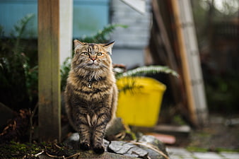 Fluffy Tabby Cat Sitting in Garden with Yellow Bucket
